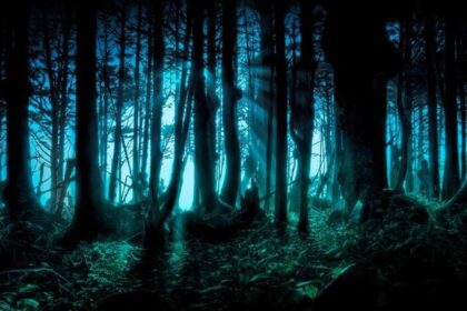 В нічному лісі на Чуднівщині о третій ночі знайшли жінку