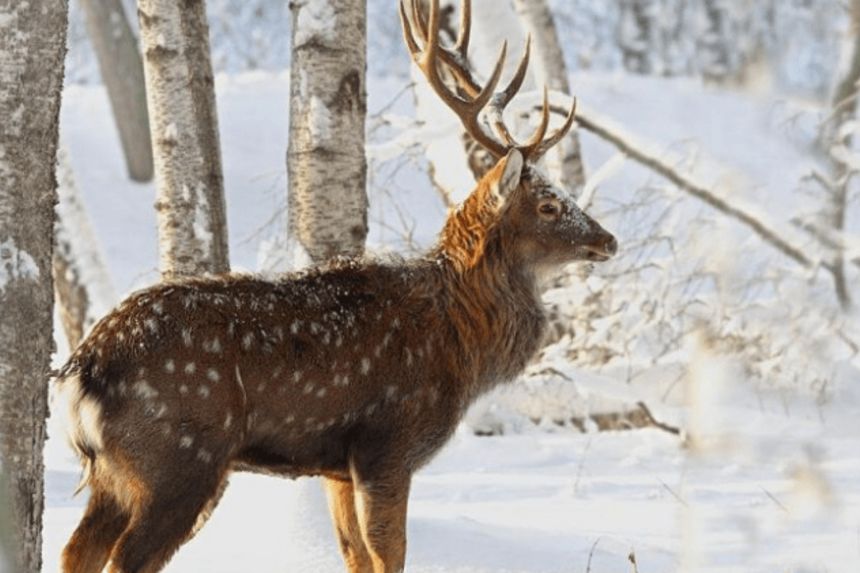 Вбили плямистого оленя у заповідній зоні: у Бориспільському районі судитимуть двох браконьєрів