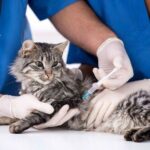 Обережно, зафіксовано сказ: у Боярці безкоштовно вакцинуватимуть домашніх тварин