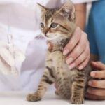 В Обухівському районі буде проводитись безкоштовна вакцинація котів та собак від сказу