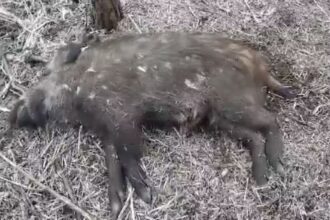 У Ічнянському природному парку знайшли африканську чуму свиней