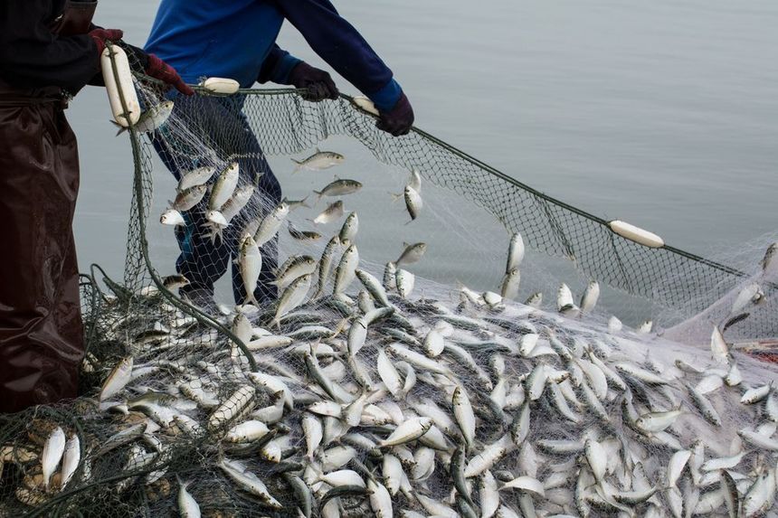 У Золотоніському районі чоловік наловив риби на понад два мільйони гривень