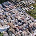 На Ніжинщині Браконьєр сітками наловив риби на 175 тисяч гривень