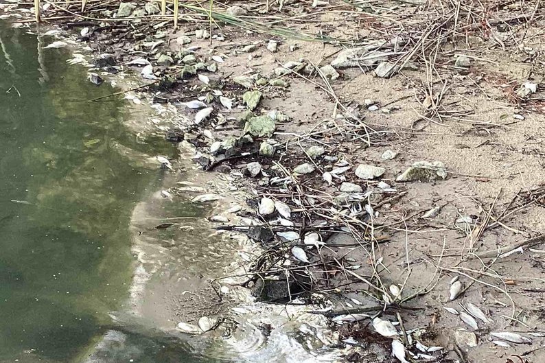 Масовий мор риби у Південному Бузі на Гайсинщині: екологи зʼясовують причину