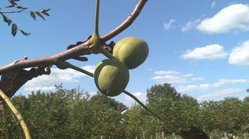 На Волочищині родина пенсіонерів вирощує гектари горіхів