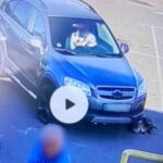 У Борисполі розшукали водія, який збив собаку та втік